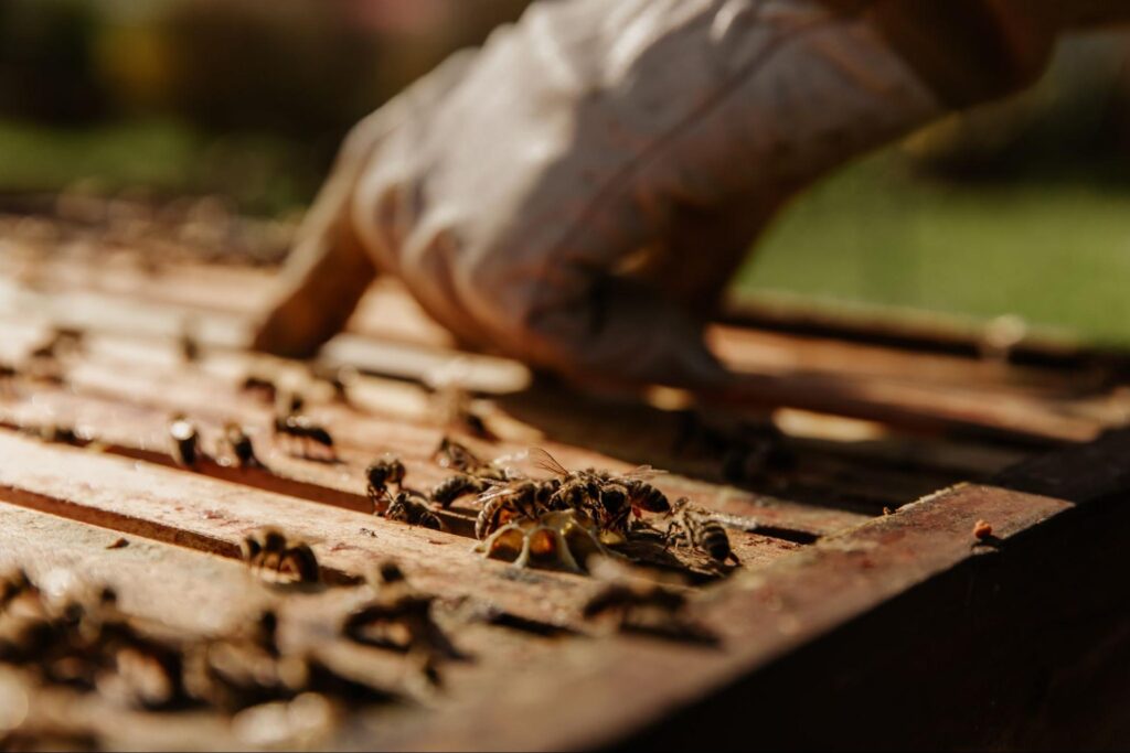 The glove of a beekeeper touching a wooden hive covered with bees